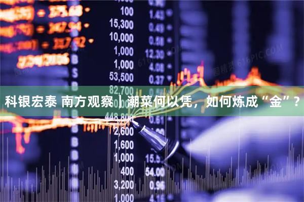 科银宏泰 南方观察｜潮菜何以凭，如何炼成“金”？